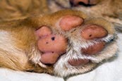 Cats Paw 