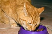 Thumbnail image of Cat eating
