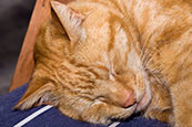 Thumbnail image of Sleeping ginger cat