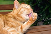 Thumbnail image of Cat washing
