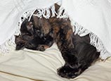 Thumbnail image of Sleeping cat