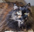 Tortoiseshell Cat