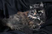 Thumbnail image of Tortoiseshell cat 