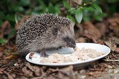 Thumbnail image of Hedgehog eating cat food off a plate in a garden