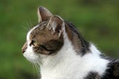 Thumbnail image of Tabby / white Cat