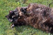 Thumbnail image of Tortoiseshell cat in garden