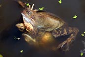 Thumbnail image of Common Frog (Rana Temporaria)