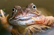 Thumbnail image of Common Frog (Rana Temporaria)