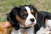 Thumbnail image of King Charles Spaniel