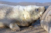 Grey Seal Pup