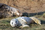 Thumbnail image of Grey Seal pup