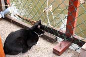 Thumbnail image of Shelter cat