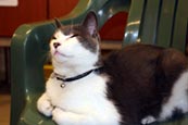 Thumbnail image of Shelter cat