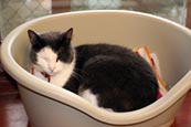 Thumbnail image of Shelter cat