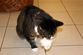 Thumbnail image of Shelter cat