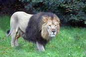 Thumbnail image of Asiatic Lion (Panthera leo persica)