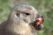 Prairie Marmot (Cynomys Ludovicianus)