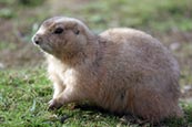 Thumbnail image of Prairie Marmot (Cynomys ludovicianus)