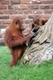 Thumbnail image of Orang-utan (Pongo pygmaeus)