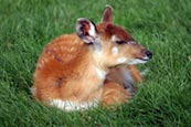 Thumbnail image of Sitatunga (Tragelaphus spekeii)