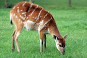 Thumbnail image of Sitatunga (Tragelaphus spekeii)