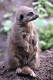 Meerkat (Suricata Suricata)