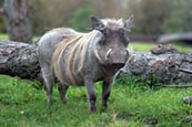 Thumbnail image of Warthog (Phacochoerus africanus)
