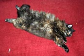 Thumbnail image of Tortoiseshell cat