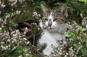 Thumbnail image of Tabby / white Cat