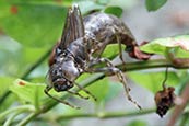 Thumbnail image of Dragonfly Nymph