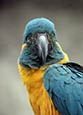 Thumbnail image of Blue-throated Macaw (Ara glaucogularis)