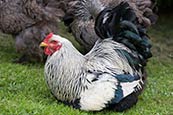 Thumbnail image of Cockeral