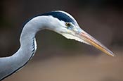 Thumbnail image of heron