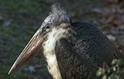 Thumbnail image of Marabou Stork (Leptoptilos crumeniferus)