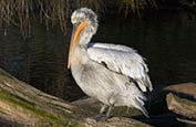 Thumbnail image of Dalmatian Pelican (Pelecanus crispus)