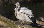 Thumbnail image of Dalmatian Pelican (Pelecanus crispus)