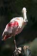 Thumbnail image of Roseate Spoonbill - Platalea ajaja