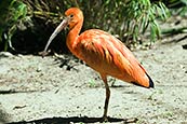 Thumbnail image of Scarlet Ibis - Eudocimus ruber