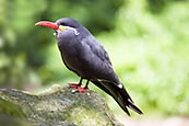 Thumbnail image of Inca Tern - Larosterna inca