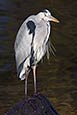 Thumbnail image of Heron