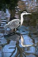 Thumbnail image of Heron