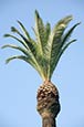 Palm