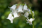 White Bluebell (Hyacinthoides Non-Scripta Alba)
