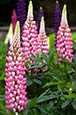 Thumbnail image of Lupins (Lupinus)
