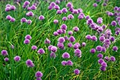 Chives
