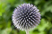 Thumbnail image of Globe thistle (Echinops bannaticus)
