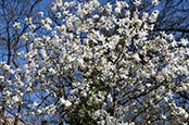 Magnolia Tree Blossum