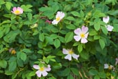 Thumbnail image of Wild Rose