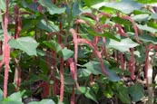 Thumbnail image of Acalypha hispida, Chenille plant