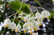 Thumbnail image of Begonia undulata, Cane Begonia